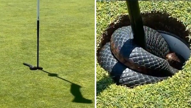 Une partie de golf vire au cauchemar lorsqu’un serpent venimeux surgit du green… regardez la vidéo ! ➤ haberion.com