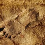 A Grand Canyon avalanche revealed the footprints of a creature that lived 313 million years ago ➤ haberion.com