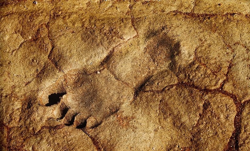 A Grand Canyon avalanche revealed the footprints of a creature that lived 313 million years ago ➤ haberion.com