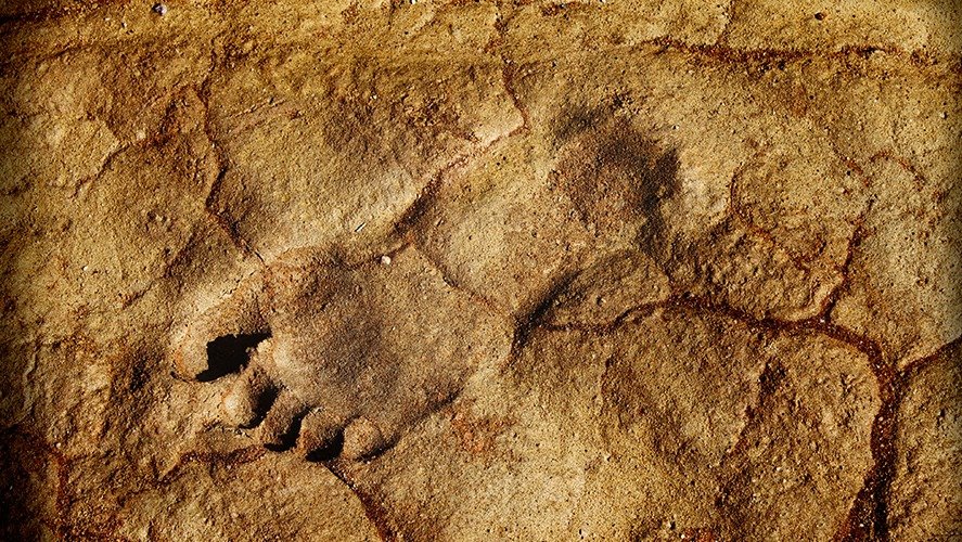 A Grand Canyon avalanche revealed the footprints of a creature that lived 313 million years ago ➤ Главное.net