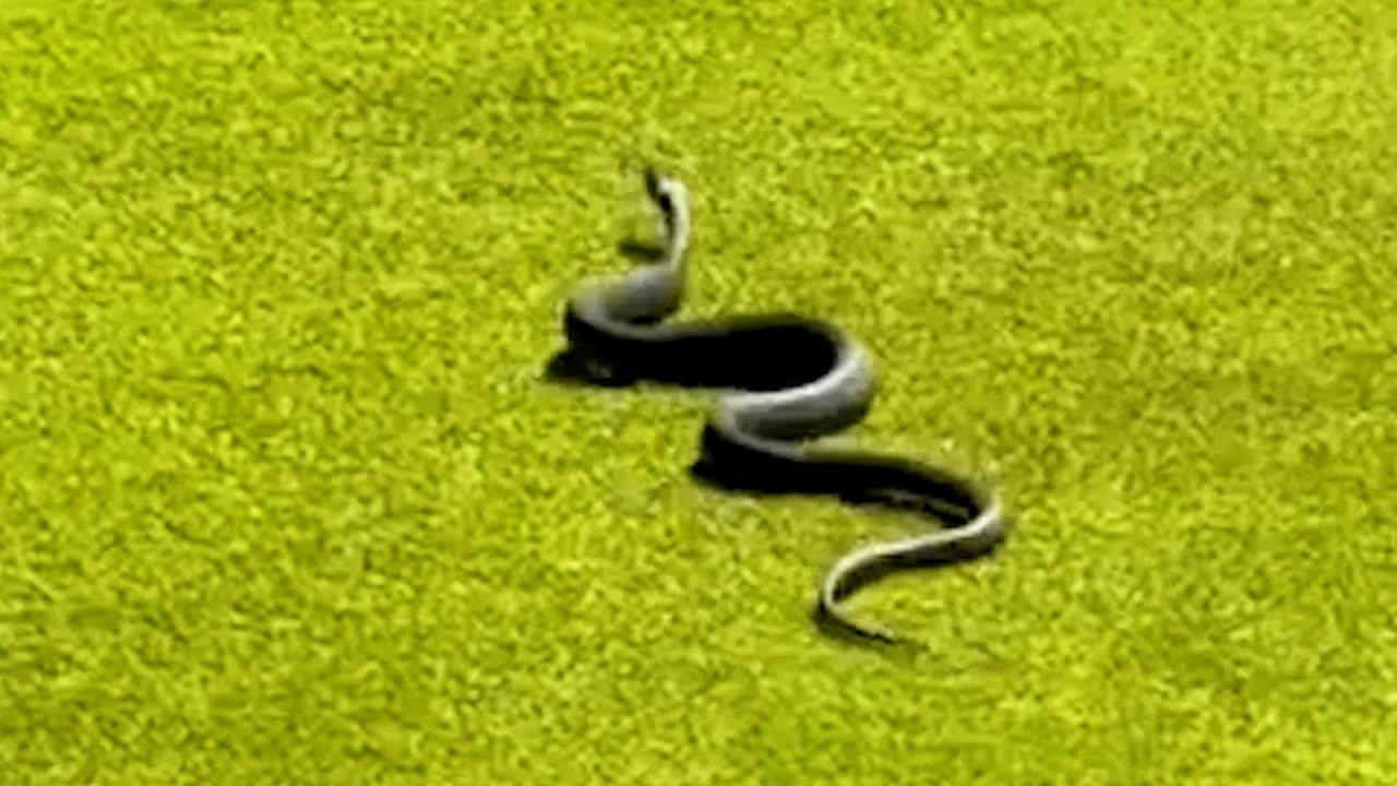 Une partie de golf vire au cauchemar lorsqu’un serpent venimeux surgit du green… regardez la vidéo !