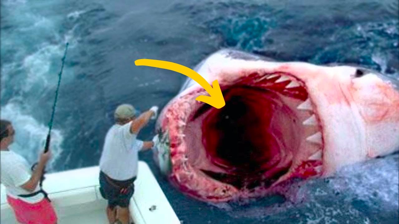 A fisherman encountered a huge shark—what they discovered inside it became a real sensation