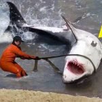 A fisherman encountered a huge shark—what they discovered inside it became a real sensation ➤ haberion.com