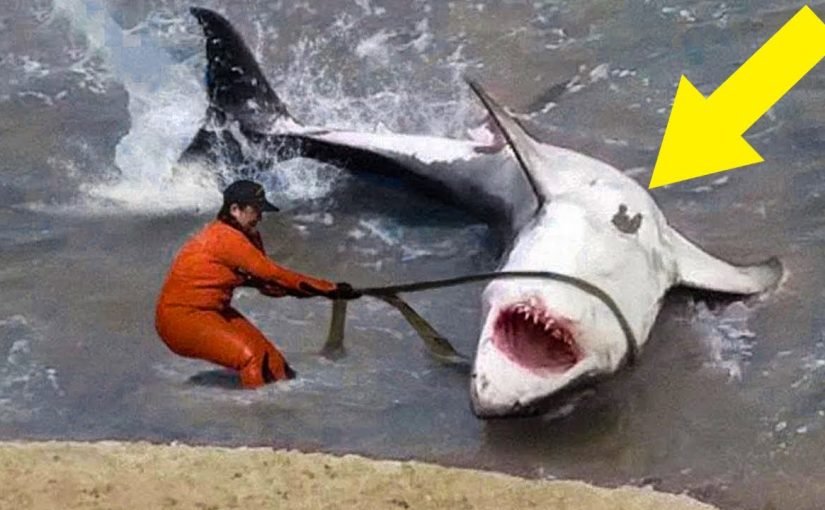 A fisherman encountered a huge shark—what they discovered inside it became a real sensation ➤ haberion.com