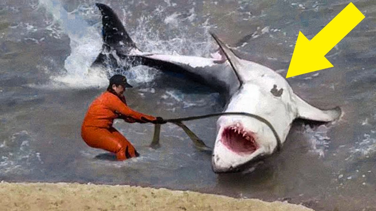 A fisherman encountered a huge shark—what they discovered inside it became a real sensation ➤ Главное.net