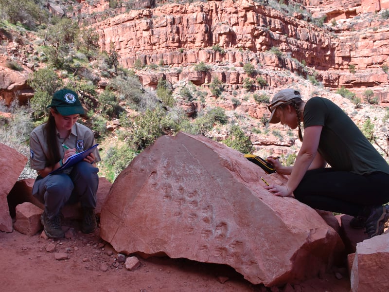A Grand Canyon avalanche revealed the footprints of a creature that lived 313 million years ago