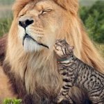 O pisică mică s-a apropiat de un leu — Ce s-a întâmplat apoi i-a șocat pe toți cei care priveau ➤ haberion.com
