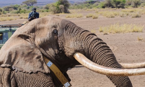 Un elefant refuză să părăsească un copac – când un ranger s-a cățărat și a văzut ASTA, a sunat la poliție