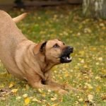 Fost câine polițist latră încontinuu la un copac, iar tata găsește mult mai mult decât lemn înăuntru ➤ haberion.com