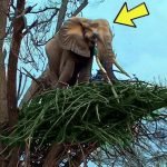 Un elefant refuză să părăsească un copac – când un ranger s-a cățărat și a văzut ASTA, a sunat la poliție ➤ haberion.com
