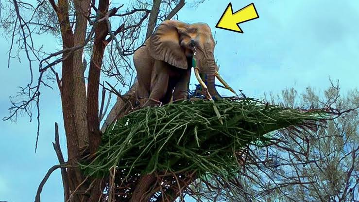 Un elefant refuză să părăsească un copac – când un ranger s-a cățărat și a văzut ASTA, a sunat la poliție ➤ haberion.com