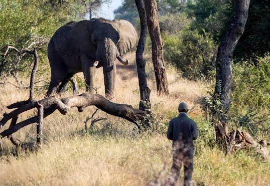 Un elefant refuză să părăsească un copac – când un ranger s-a cățărat și a văzut ASTA, a sunat la poliție