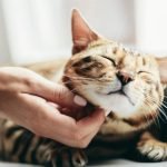 Kediler Tehlikeyi İnsanlardan Önce Hissedebilir mi? Göz Ardı Etmemeniz Gereken Beş İşaret ➤ haberion.com