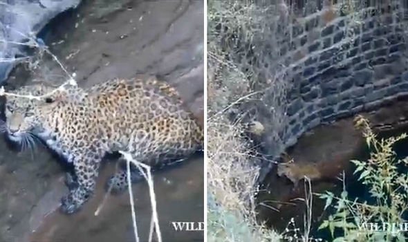 Jaguar üç gün boyunca hareket etmeyi reddetti; kurtarma ekipleri altına baktıklarında dehşet içinde donakaldılar