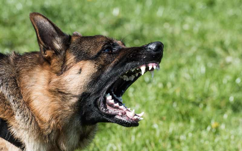 Un chien policier aboie sans cesse après des bottes de foin… L&rsquo;agent blêmit lorsqu&rsquo;il en ouvre une