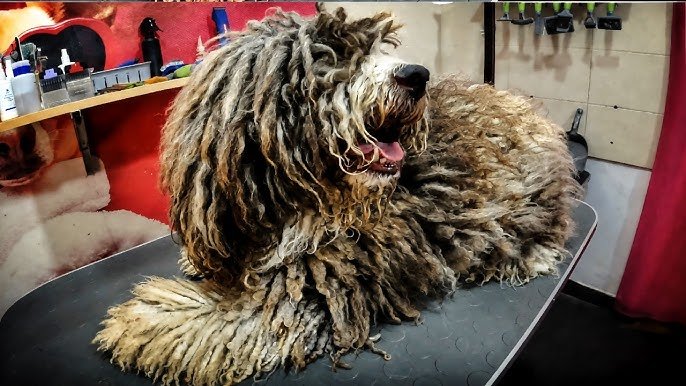 YOU WON’T BELIEVE How This Dog Looks Before Shaving All These Dreadlocks!