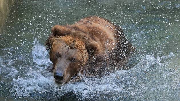 Cet ours était en train de se noyer dans l&rsquo;océan. Vous n&rsquo;allez pas croire ce que cet homme a fait.