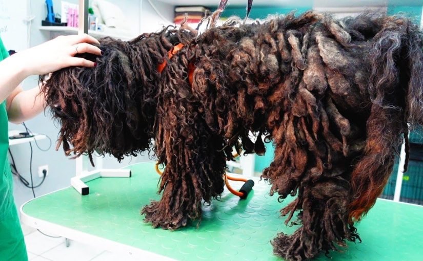YOU WON’T BELIEVE How This Dog Looks Before Shaving All These Dreadlocks! ➤ haberion.com
