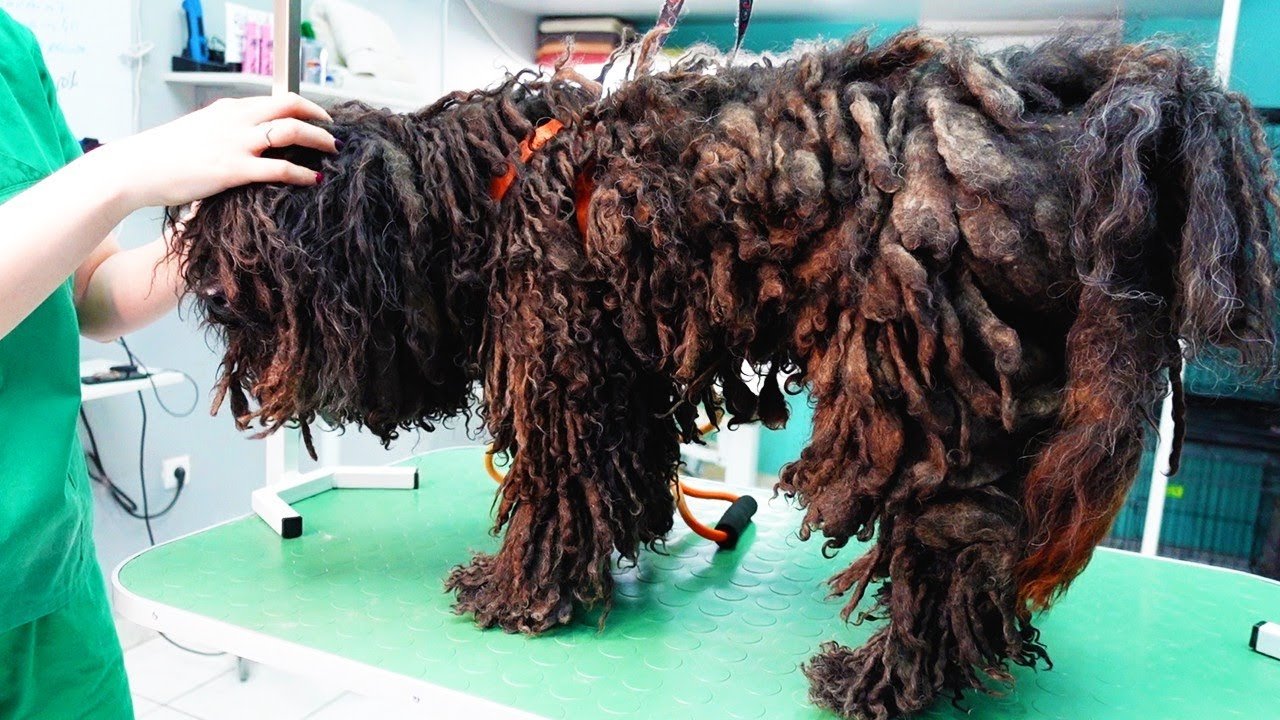 YOU WON’T BELIEVE How This Dog Looks Before Shaving All These Dreadlocks! ➤ haberion.com