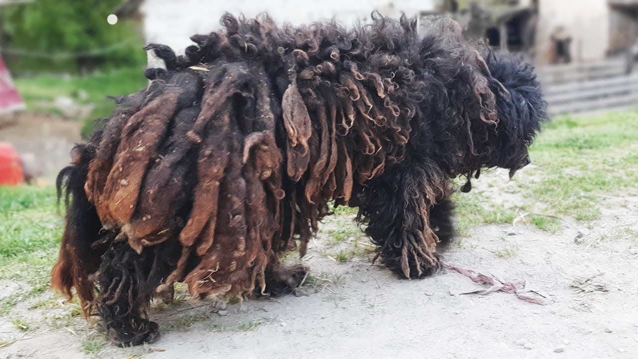 YOU WON’T BELIEVE How This Dog Looks Before Shaving All These Dreadlocks!