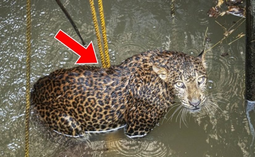 Le jaguar refusait de bouger depuis trois jours ; lorsque les sauveteurs ont regardé sous lui, ils se sont figés de terreur ➤ haberion.com