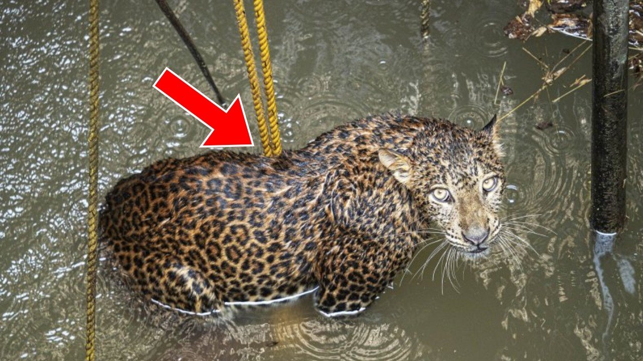 Jaguar üç gün boyunca hareket etmeyi reddetti; kurtarma ekipleri altına baktıklarında dehşet içinde donakaldılar