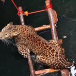 Jaguar üç gün boyunca hareket etmeyi reddetti; kurtarma ekipleri altına baktıklarında dehşet içinde donakaldılar ➤ haberion.com