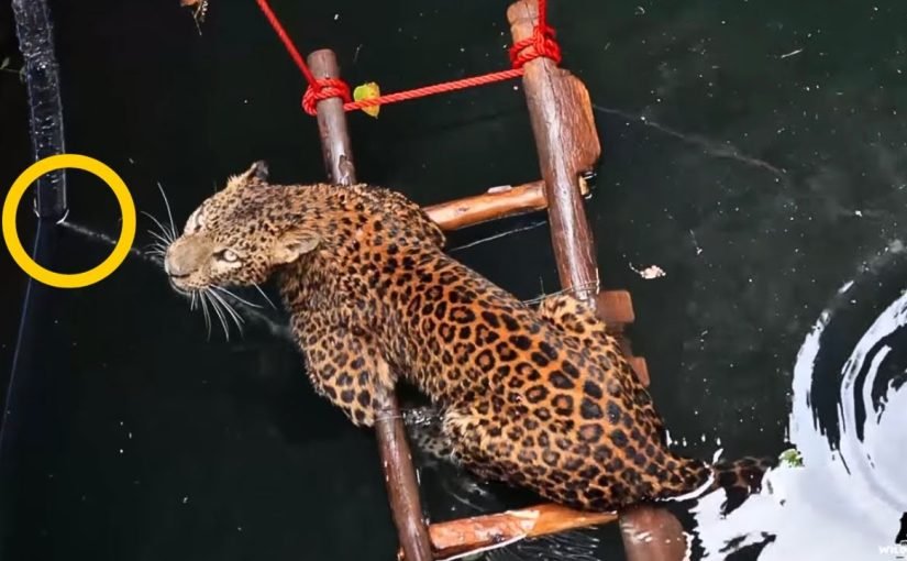 Jaguar üç gün boyunca hareket etmeyi reddetti; kurtarma ekipleri altına baktıklarında dehşet içinde donakaldılar ➤ haberion.com
