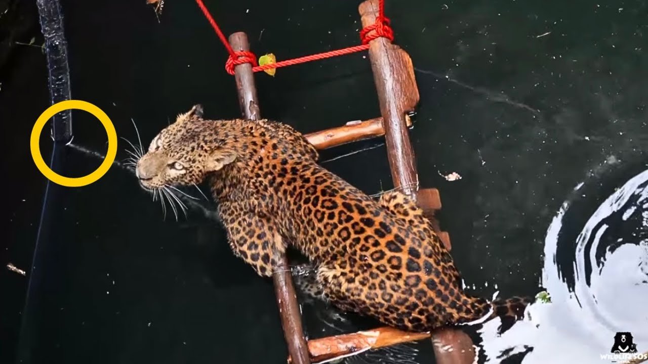 Le jaguar refusait de bouger depuis trois jours ; lorsque les sauveteurs ont regardé sous lui, ils se sont figés de terreur