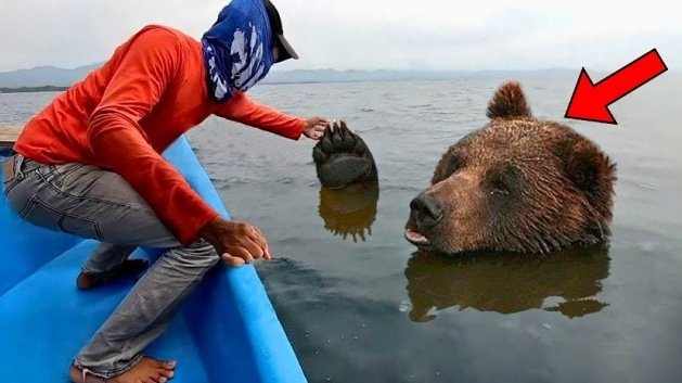 Cet ours était en train de se noyer dans l&rsquo;océan. Vous n&rsquo;allez pas croire ce que cet homme a fait. ➤ Главное.net