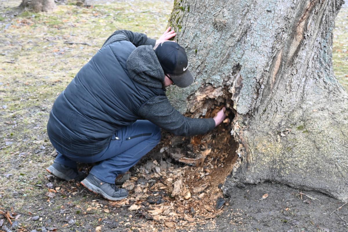 Grand-père ne laissait personne s&rsquo;approcher de l&rsquo;arbre… Après sa mort, ils en ont enfin découvert la raison