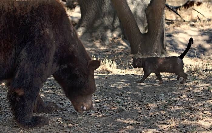 A Stray Cat Moves In With a Bear at the Zoo — Their Unusual Friendship Amazes Everyone