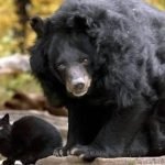 A Stray Cat Moves In With a Bear at the Zoo — Their Unusual Friendship Amazes Everyone ➤ haberion.com