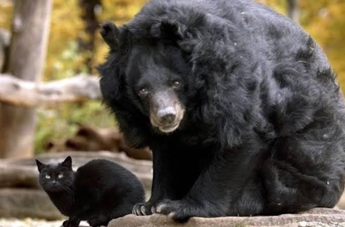A Stray Cat Moves In With a Bear at the Zoo — Their Unusual Friendship Amazes Everyone ➤ haberion.com