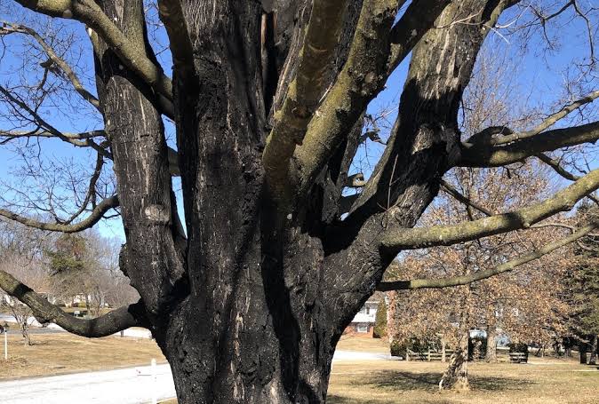 A woman noticed that her maple tree had turned black. But what specialists discovered beneath its roots left them stunned