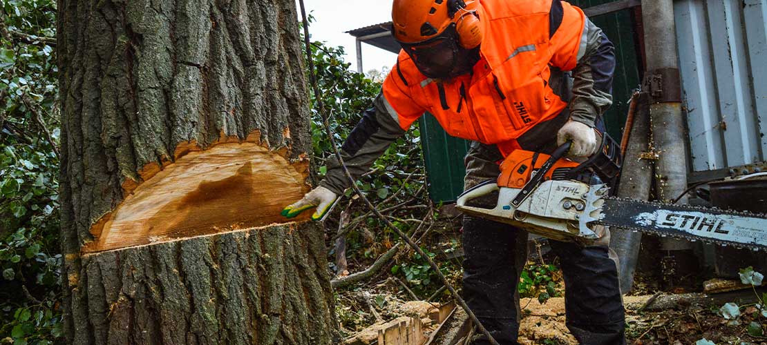 Grandpa Never Let Anyone Near the Tree… After He Died, They Finally Found Out Why