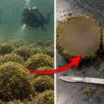 Un scafandru a descoperit sute de sfere ciudate, acoperite de mușchi, pe albia unui râu. Când a tăiat una dintre ele, a sunat imediat la FBI! ➤ haberion.com