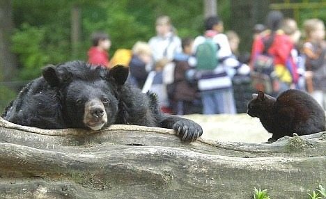 A Stray Cat Moves In With a Bear at the Zoo — Their Unusual Friendship Amazes Everyone
